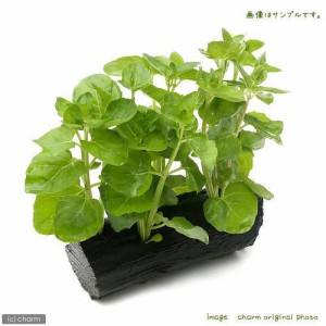 （水草）カーナミン　流木付　Ｓサイズ（水上葉）（無農薬）（１本）（約１５ｃｍ）