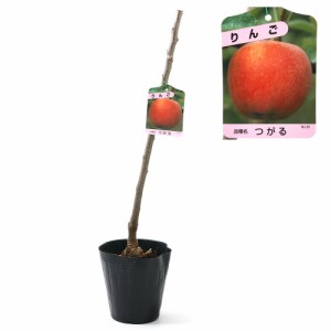 （観葉植物）果樹苗　りんご　つがる　５号（１ポット）　家庭菜園