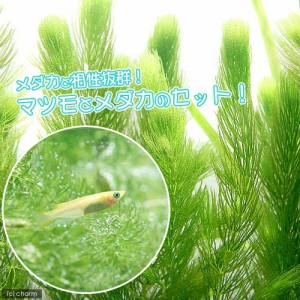 （めだか）（水草）ヒメダカ初心者セット　ヒメダカ（６匹）＋マツモ（無農薬）（５本）