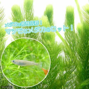 （めだか）（水草）黒メダカ初心者セット　黒メダカ（６匹）＋マツモ（無農薬）（５本）