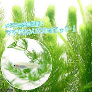 （めだか）（水草）白メダカ初心者セット　白メダカ（６匹）＋マツモ（無農薬）（５本）