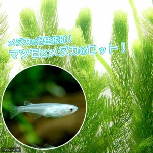 （めだか）（水草）青メダカ初心者セット　青メダカ（６匹）＋マツモ（無農薬）（５本）