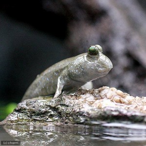 （熱帯魚）インディアン・マッドスキッパー（１匹）　北海道・九州航空便要保温