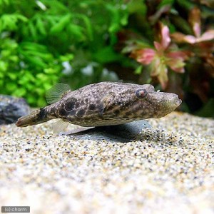 （熱帯魚）テトラオドン・スバッティ　ＭＳサイズ（１匹）　北海道・九州航空便要保温