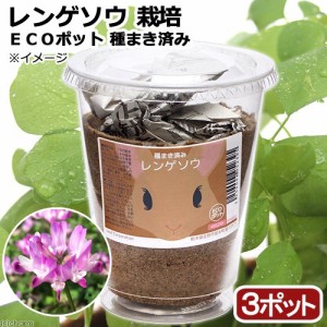 観葉植物 種まき済み レンゲソウ栽培 ｅｃｏポット ３ポット キャットフードの通販はwowma ワウマ チャーム 商品ロットナンバー