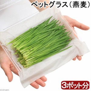 （観葉植物）国産　とれたて生牧草　新鮮若葉　ペットグラス（燕麦）（３ポット分）　無農薬　うさぎ　猫　犬　おやつ キャットフード