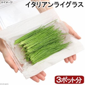 （観葉植物）国産　とれたて生牧草　新鮮若葉　イタリアンライグラス（３ポット分）　ＰＶＰ　無農薬　うさぎ　猫　犬　おやつ キャット