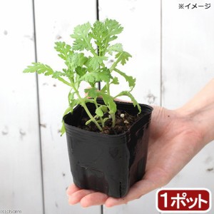 （観葉植物）ハーブ苗　スープセロリ　３号（１ポット）　家庭菜園