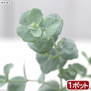 （観葉植物）ユーカリ　銀世界（プルベルレンタ）　３〜４号（１ポット）　家庭菜園　オージープランツ