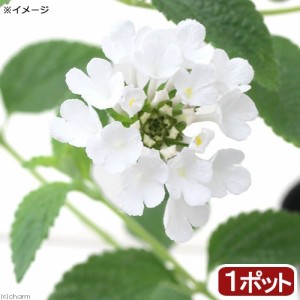 （観葉植物）ランタナ　コバノランタナ　ホワイト　３号（１ポット）