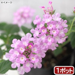 （観葉植物）ランタナ　コバノランタナ　ライラック　３号（１ポット）　家庭菜園