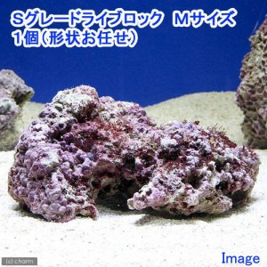 （海水魚）Ｓグレードライブロック　Ｍサイズ（１個）（形状お任せ）