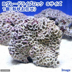 （海水魚）Ｂグレードライブロック　Ｓサイズ（１個）（形状お任せ）