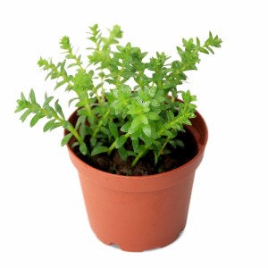 （水草）鉢植え　ロタラ　ナンセアン（水上葉）（無農薬）（１鉢）
