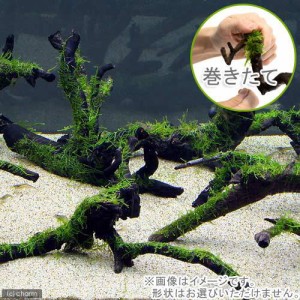（水草）巻きたて　南米ウィローモス　枝状流木　Ｍサイズ（約２０ｃｍ〜）（水中葉）（無農薬）（１本）
