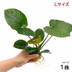 （水草）アヌビアス　バルテリー　Ｌサイズ（１株分）