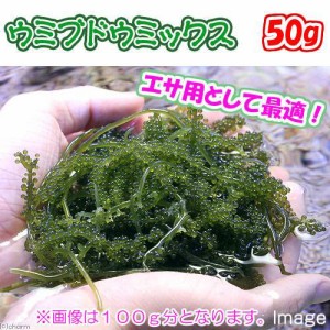 （海水魚）海藻　生餌　ウミブドウミックス　グラム売り　５０ｇ