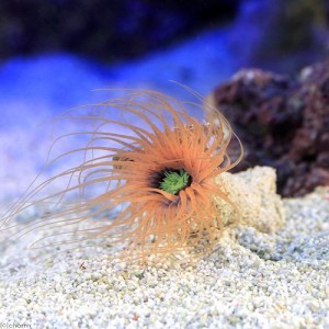 （海水魚）ハナギンチャクｓｐ．　オレンジ系（１匹）無脊椎動物