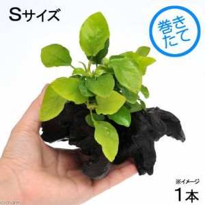 （水草）アヌビアスナナ　ゴールデン　流木付　Ｓサイズ（水上葉）（１本）（約１５ｃｍ）