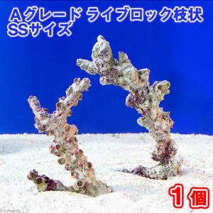 （海水魚）Ａグレードライブロック　枝状ＳＳサイズ（１個）（形状お任せ）