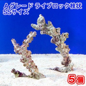 海水魚 ヤッコ 販売の通販｜au PAY マーケット