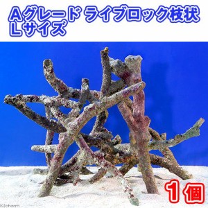 （海水魚）Ａグレードライブロック　枝状Ｌサイズ（１個）（形状お任せ）