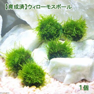 （水草）★育成済★　ウィローモス　ボール（水中葉）（無農薬）（１個）