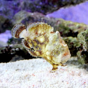 （海水魚）カエルアンコウモドキ　ミックスカラー（１匹）