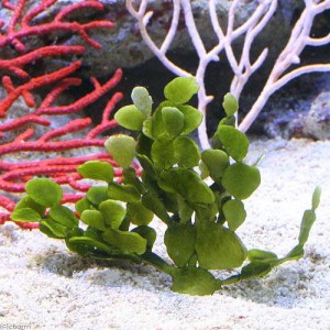 （海水魚）海藻　ウチワサボテングサ　岩なし（１株）