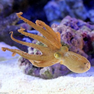 （海水魚）タコ　マダコ（１匹）