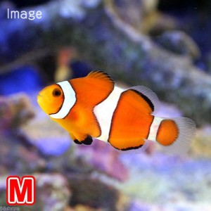 （海水魚）カクレクマノミ　Ｍサイズ（国産ブリード）（１匹）熱帯魚