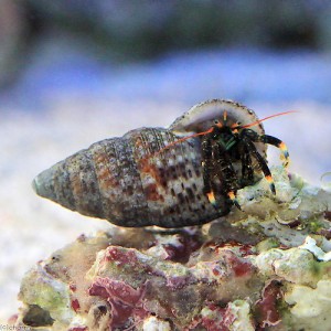 （海水魚）ヤドカリ　沖縄産　ツマキヨコバサミ（１匹）