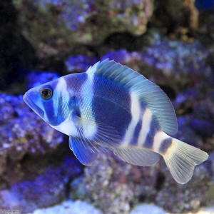 （海水魚）インディゴハムレット（１匹）