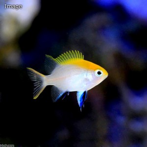 （海水魚）クロスズメダイ　幼魚（１匹）