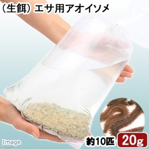 （生餌）生餌　エサ用アオイソメ　２０ｇ（約１０匹）　活餌