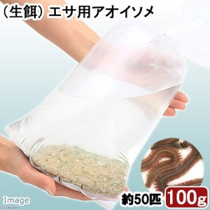 （生餌）生餌　エサ用アオイソメ　１００ｇ（約５０匹）　活餌　北海道・九州航空便要保温