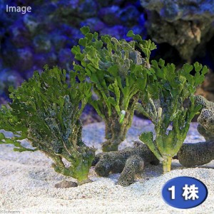 （海水魚）海藻　ミツデサボテングサ（１株）
