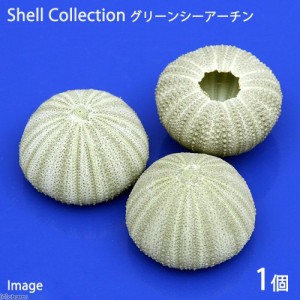 貝殻　シェルコレクション　グリーンシーアーチン　１個　形状お任せ