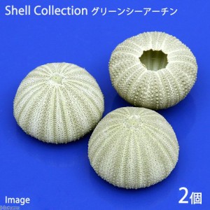 貝殻　シェルコレクション　グリーンシーアーチン　２個　形状お任せ