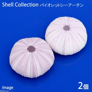 貝殻　シェルコレクション　バイオレットシーアーチン　２個　形状お任せ