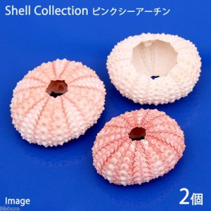 貝殻　シェルコレクション　ピンクシーアーチン　２個　形状お任せ