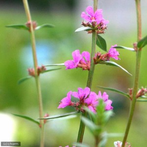 （ビオトープ）水辺植物　ミソハギ（１ポット）　抽水〜湿生植物