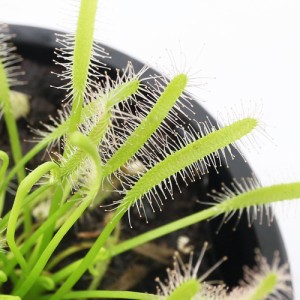 （食虫植物）モウセンゴケ　アフリカナガバモウセンゴケ（ドロセラ　カペンシス）　白花　２．５〜３号（１ポット）