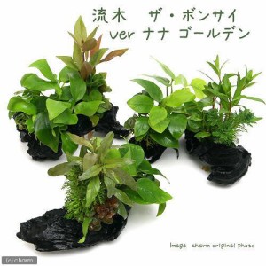 （水草）流木　ザ　ボンサイ　Ｖｅｒ．アヌビアスナナ　ゴールデン　Ｓサイズ（水上葉）（１本）（約１５ｃｍ）