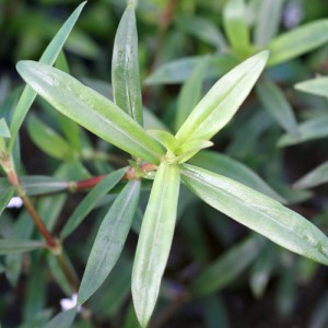 （水草）ケニオイグサ（水上葉）（無農薬）（１０本）