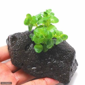 （水草）グリーンロタラ（水上葉）穴あき溶岩石付（無農薬）（１個）