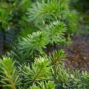 （水草）ミズスギナ（水上葉）（無農薬）（５本）