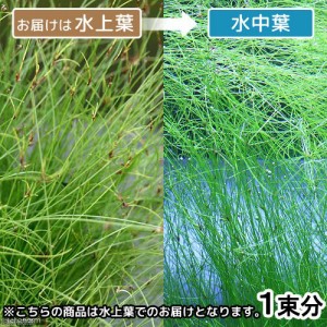 （水草）エレオカリス　ビビパラ（水上葉）（無農薬）（１束分）