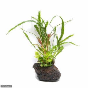 （水草）Ｐｌａｎｔｓ　Ａｒｒａｎｇｅｍｅｎｔ　ザ　ボンサイ　Ｖｅｒ．おまかせミクロソリウム（水上葉）（１個）