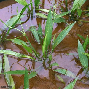 （ビオトープ）水辺植物　ヘラオモダカ（１ポット）　抽水植物